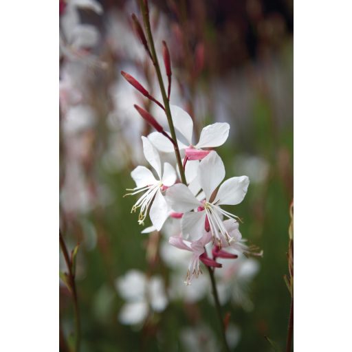 GAURA (OENOTHERA) LINDHEIMERI 'WHIRLING BUTTERFILES' - ÉVELŐ DÍSZGYERTYA