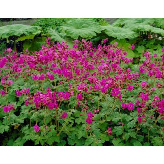 GERANIUM MACRORRHIZUM - ILLATOS GÓLYAORR