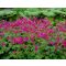 GERANIUM MACRORRHIZUM - ILLATOS GÓLYAORR