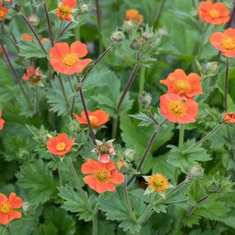 GEUM COCCINEUM 'TOSAI ORANGE' - GYÖMBÉRGYÖKÉR