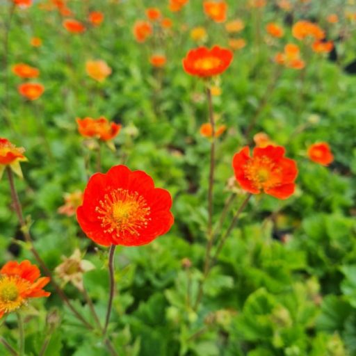 GEUM COCCINEUM 'TOSAI ORANGE' - GYÖMBÉRGYÖKÉR
