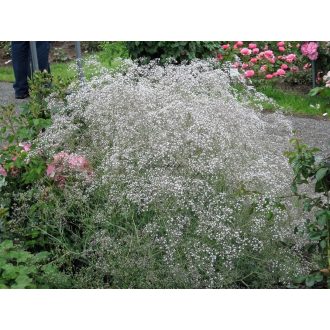   GYPSOPHILLA PANICULATA 'SNOW FLAKE' - BUGLYOS FÁTYOLVIRÁG