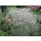 GYPSOPHILLA PANICULATA 'SNOW FLAKE' - BUGLYOS FÁTYOLVIRÁG
