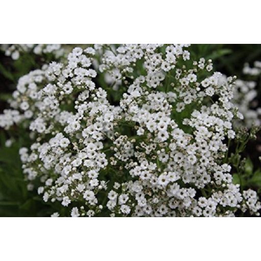 GYPSOPHILLA PANICULATA 'SNOW FLAKE' - BUGLYOS FÁTYOLVIRÁG