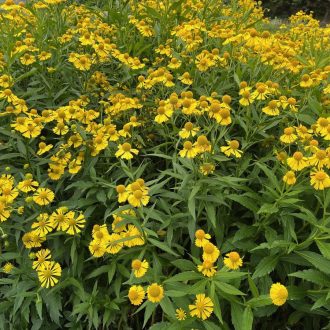   HELENIUM AUTUMNALE 'HELENA GOLD SHADES' - ŐSZI NAPFÉNYVIRÁG