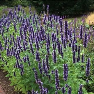 Agastache 'Black Adder'