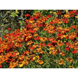   HELENIUM AUTUMNALE 'HELENA RED SHADES' - ŐSZI NAPFÉNYVIRÁG