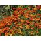 HELENIUM AUTUMNALE 'HELENA RED SHADES' - ŐSZI NAPFÉNYVIRÁG