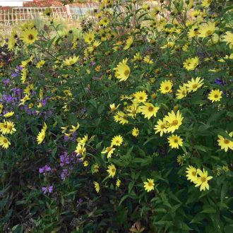   HELIANTHUS HYBRIDA 'LEMON QUEEN' - HIBRID NAPRAFORGÓVIRÁG 