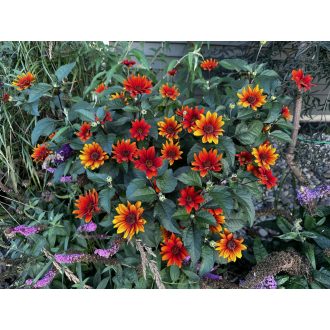   HELIOPSIS HELIANTHOIDES 'BLEEDING HEART' - BORDÓ ÉRDES LEVELŰ NAPSZEMVIRÁG