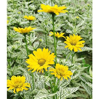   HELIOPSIS HELIANTHOIDES 'LORRAINE SUNSHINE' v. 'ORIOLE' - TARKA, ÉRDES LEVELŰ NAPSZEMVIRÁG
