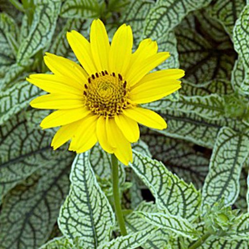 HELIOPSIS HELIANTHOIDES 'LORRAINE SUNSHINE' v. 'ORIOLE' - TARKA, ÉRDES LEVELŰ NAPSZEMVIRÁG