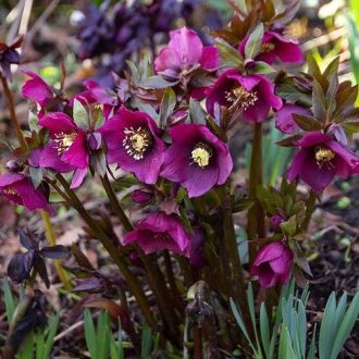  HELLEBORUS ORIENTALIS 'PRETTY ELLEN RED'  - KELETI HUNYOR