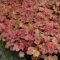 HEUCHERA HYBRIDA 'CHERRY COLA' - HIBRID TŰZESŐ