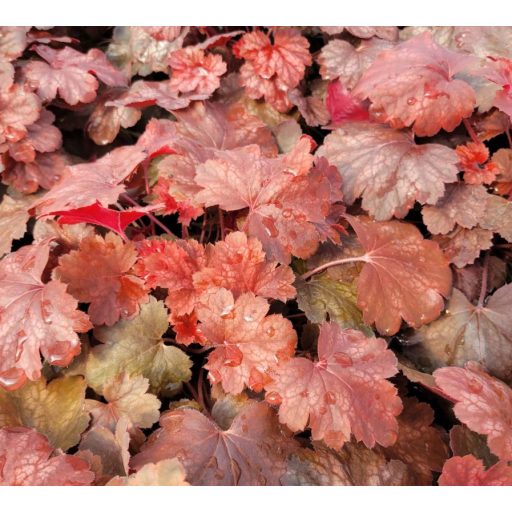 HEUCHERA HYBRIDA 'CHERRY COLA' - HIBRID TŰZESŐ