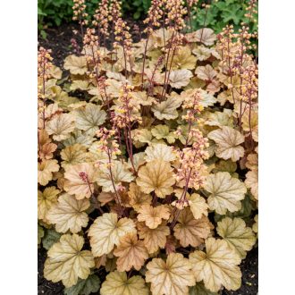HIBRID TŰZESŐ - HEUCHERA HYBRIDA 'GINGER ALE'