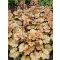 HIBRID TŰZESŐ - HEUCHERA HYBRIDA 'GINGER ALE'