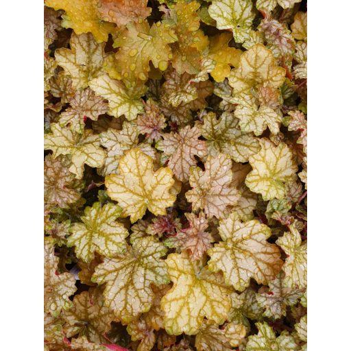 HIBRID TŰZESŐ - HEUCHERA HYBRIDA 'GINGER ALE'