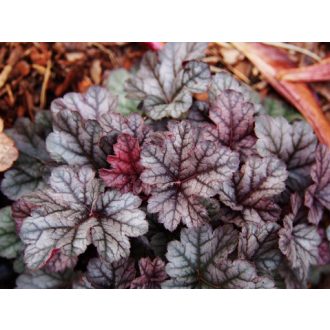   HIBRID TŰZESŐ - HEUCHERA HYBRIDA 'CINNABAR SILVER'