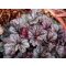 HIBRID TŰZESŐ - HEUCHERA HYBRIDA 'CINNABAR SILVER'