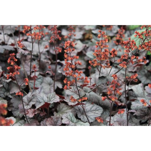 HIBRID TŰZESŐ - HEUCHERA HYBRIDA 'CINNABAR SILVER'