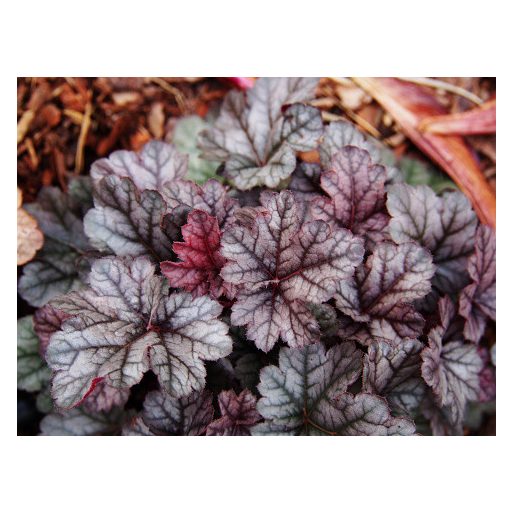 HIBRID TŰZESŐ - HEUCHERA HYBRIDA 'CINNABAR SILVER'