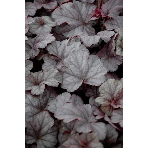 HIBRID TŰZESŐ - HEUCHERA HYBRIDA 'CINNABAR SILVER'