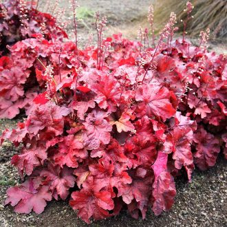 HIBRID TŰZESŐ - HEUCHERA HYBRIDA 'TESTAROSSA'