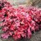 HIBRID TŰZESŐ - HEUCHERA HYBRIDA 'TESTAROSSA'