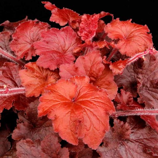 HIBRID TŰZESŐ - HEUCHERA HYBRIDA 'TESTAROSSA'