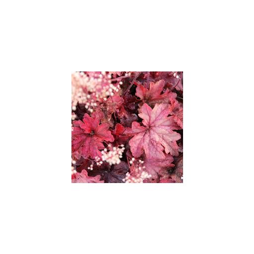 HIBRID TŰZESŐ - HEUCHERA HYBRIDA 'TESTAROSSA'