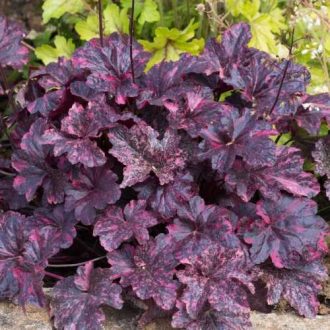 HIBRID TŰZESŐ - HEUCHERA HYBRIDA 'MIDNIGHT ROSE'