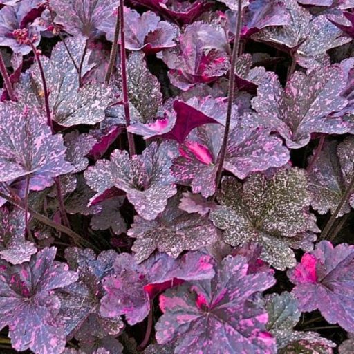 HIBRID TŰZESŐ - HEUCHERA HYBRIDA 'MIDNIGHT ROSE'