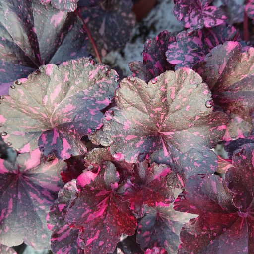 HIBRID TŰZESŐ - HEUCHERA HYBRIDA 'MIDNIGHT ROSE'