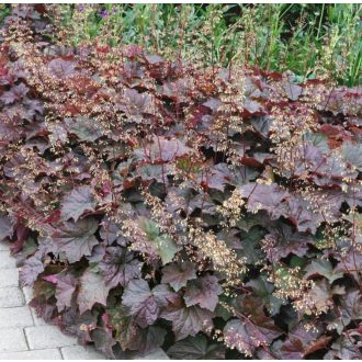   HEUCHERA AMERICANA 'PALACE PURPLE' - AMERIKAI TŰZESŐ 