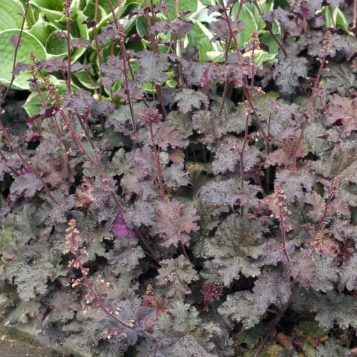 HEUCHERA AMERICANA 'PALACE PURPLE' - AMERIKAI TŰZESŐ 