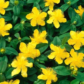HYPERICUM CALYCINUM - ÖRÖKZÖLD ORBÁNCFŰ