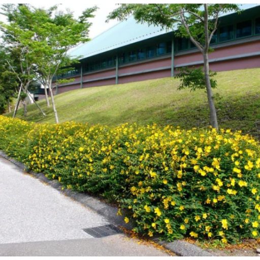 HYPERICUM CALYCINUM - ÖRÖKZÖLD ORBÁNCFŰ