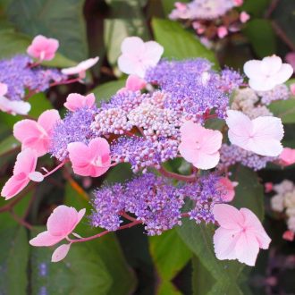   HYDRANGEA ASPERA 'HOT CHOCOLATE' - ÉRDESLEVELŰ HORTENZIA