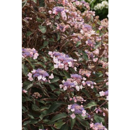 HYDRANGEA ASPERA 'HOT CHOCOLATE' - ÉRDESLEVELŰ HORTENZIA