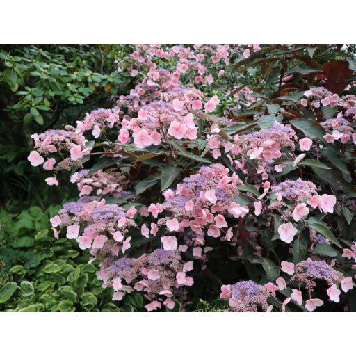 HYDRANGEA ASPERA 'HOT CHOCOLATE' - ÉRDESLEVELŰ HORTENZIA