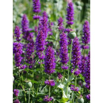 AGASTACHE HYBRIDA 