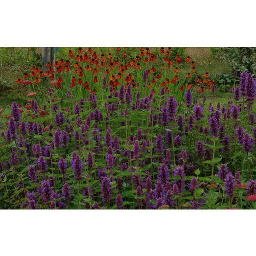 AGASTACHE HYBRIDA 