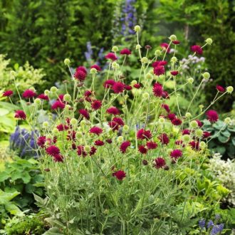 KNAUTIA MACEDONICA 'RED KNIGHT' - MACEDÓN VARFŰ