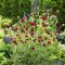 KNAUTIA MACEDONICA 'RED KNIGHT' - MACEDÓN VARFŰ
