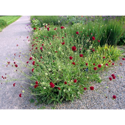 KNAUTIA MACEDONICA 'RED KNIGHT' - MACEDÓN VARFŰ