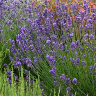 LAVANDULA ANGUSTIFOLIA 'SCENT BLUE EARLY' 