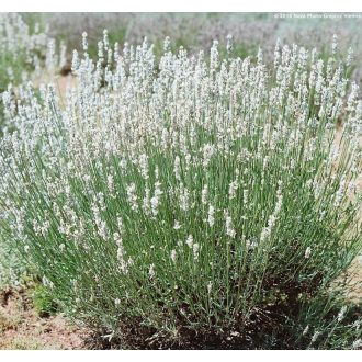   LAVANDULA ANGUSTIFOLIA 'SCENT EARLY WHITE' - FEHÉR LEVENDULA