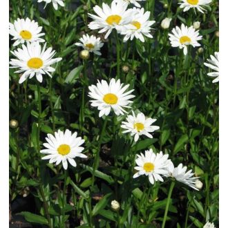   LEUCANTHEMUM X SUPERBUM 'ALASKA' - ÓRIÁS MARGITVIRÁG