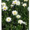 LEUCANTHEMUM X SUPERBUM 'ALASKA' - ÓRIÁS MARGITVIRÁG